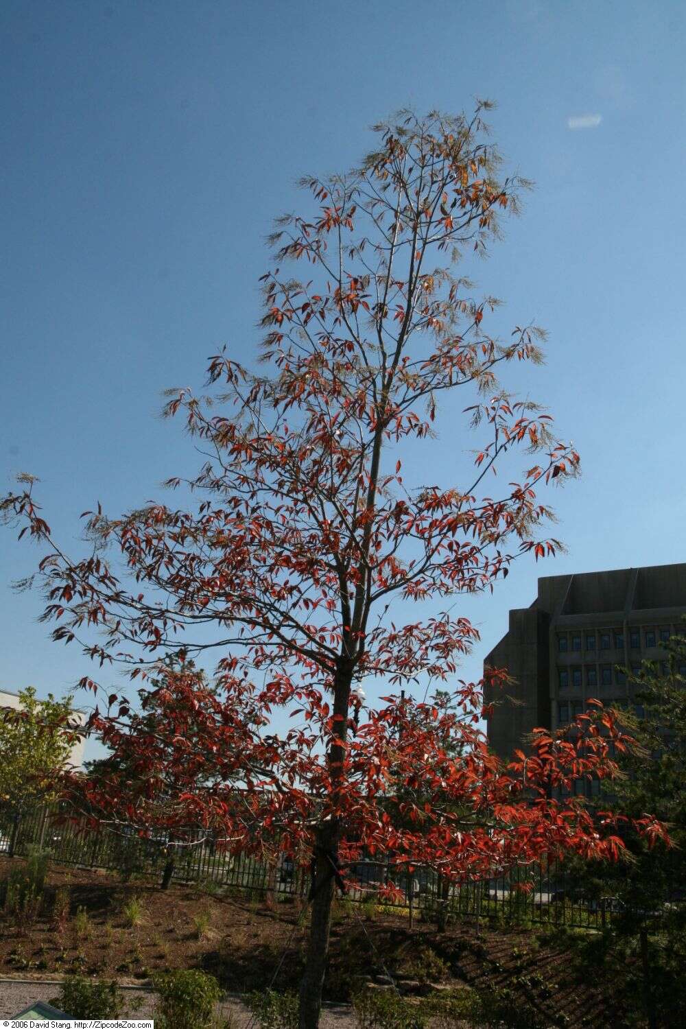 Image de Oxydendrum