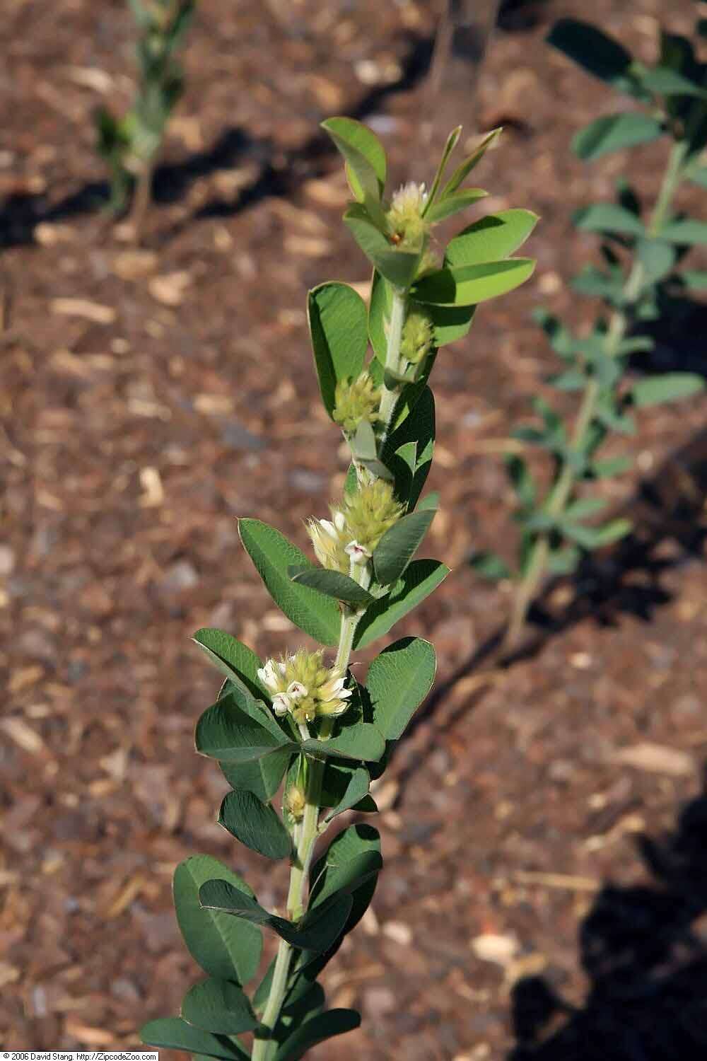 Lespedeza capitata Michx. resmi