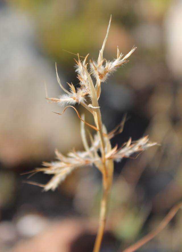 Sivun Cymbopogon marginatus (Steud.) Stapf ex Burtt Davy kuva