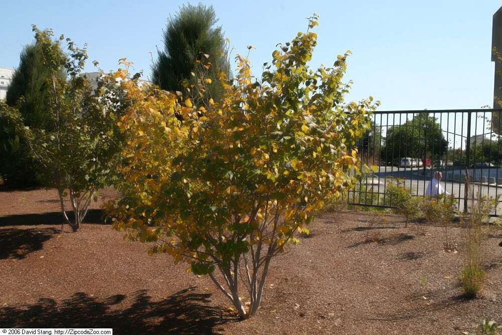 Image of American witchhazel