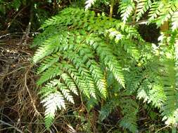 Image of Lomatia ferruginea R. Br.