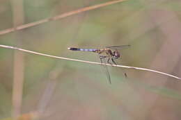 Image of Little Blue Dragonlet