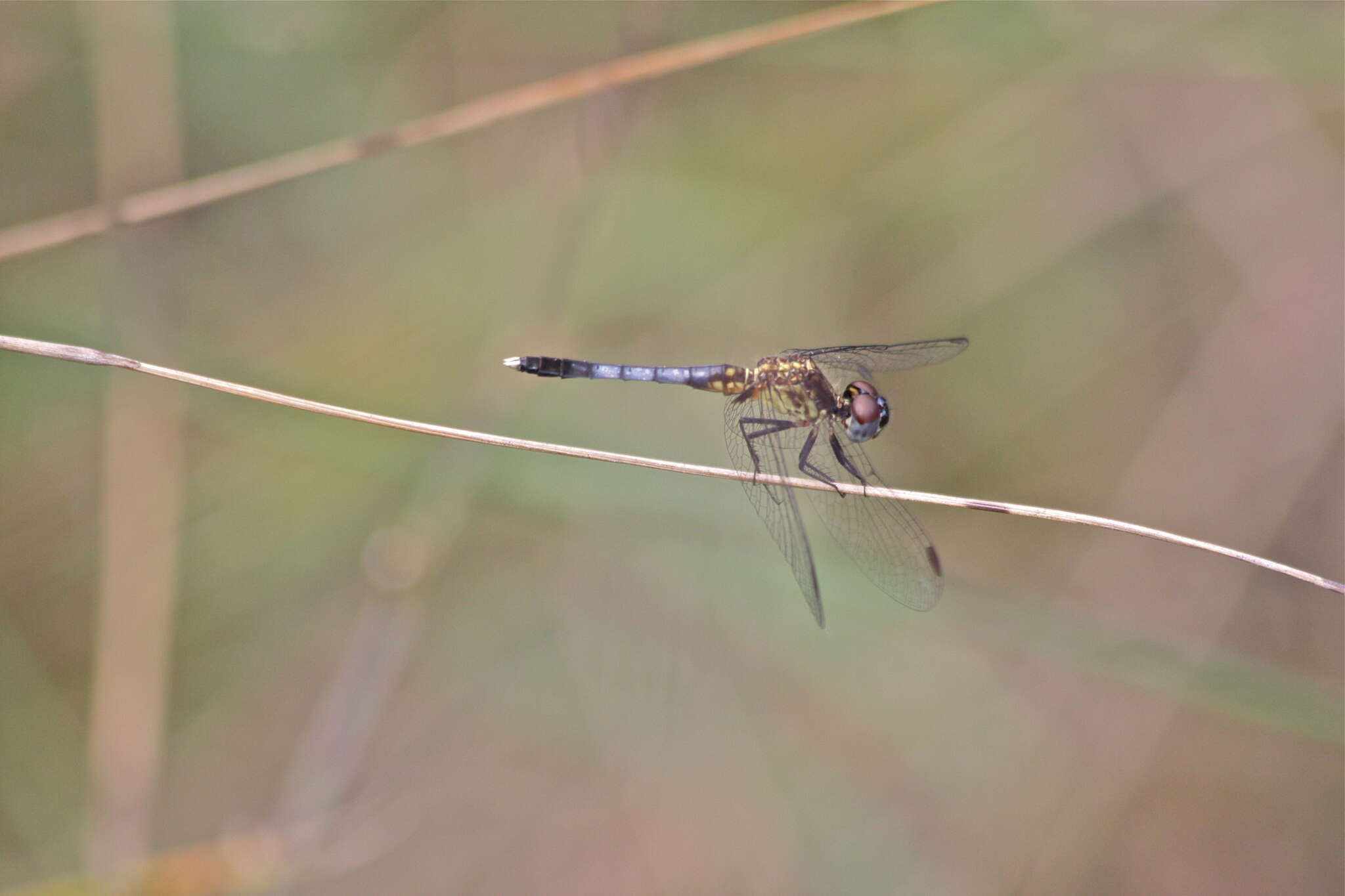 Image of Little Blue Dragonlet