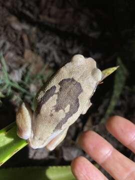 Image of Mozambique tree frog