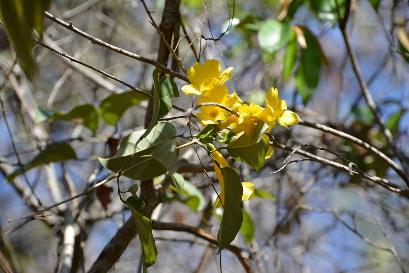 Image of Anemopaegma chrysanthum Dugand