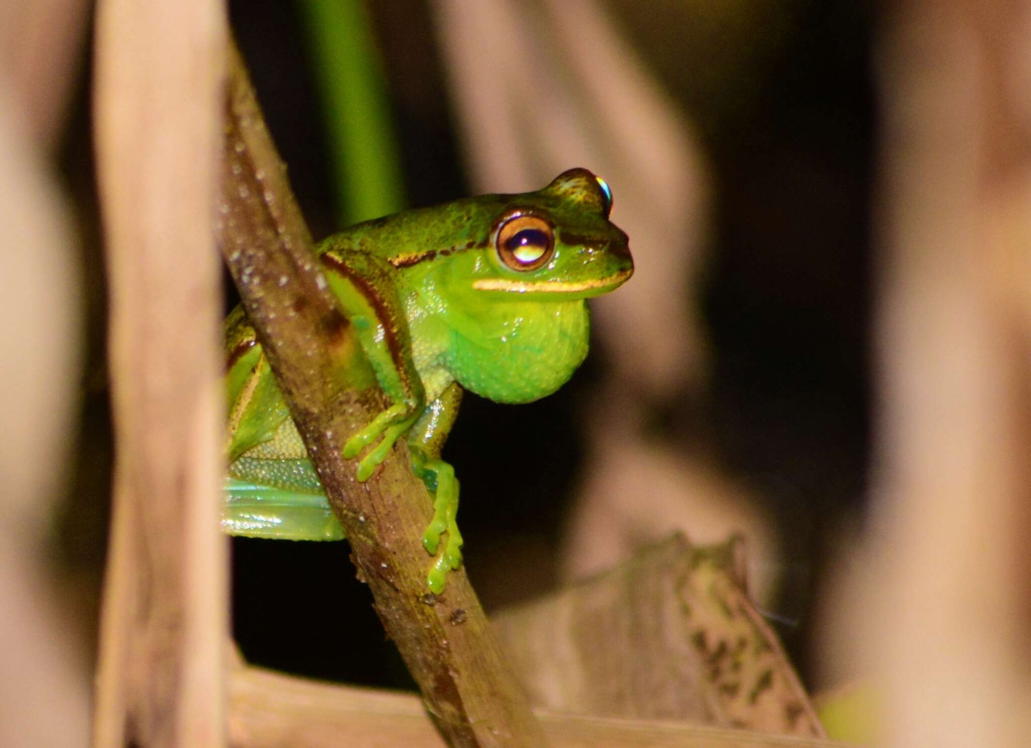 Boana marginata (Boulenger 1887)的圖片