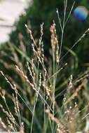 Image of switchgrass