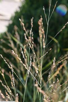 Imagem de Panicum virgatum L.