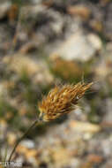 Imagem de Geochloa rufa (Nees) N. P. Barker & H. P. Linder