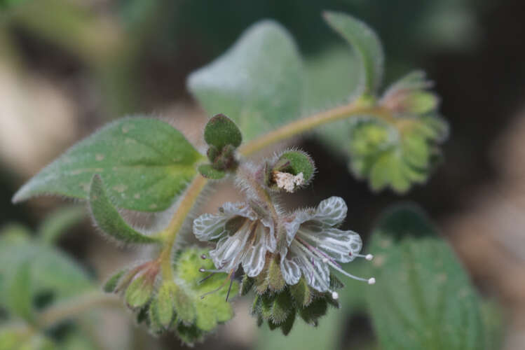 Image of Santa Lucia phacelia