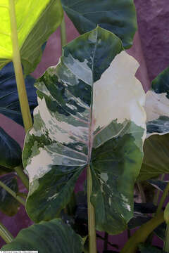 Imagem de Alocasia macrorrhizos (L.) G. Don