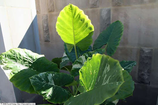 Imagem de Alocasia macrorrhizos (L.) G. Don