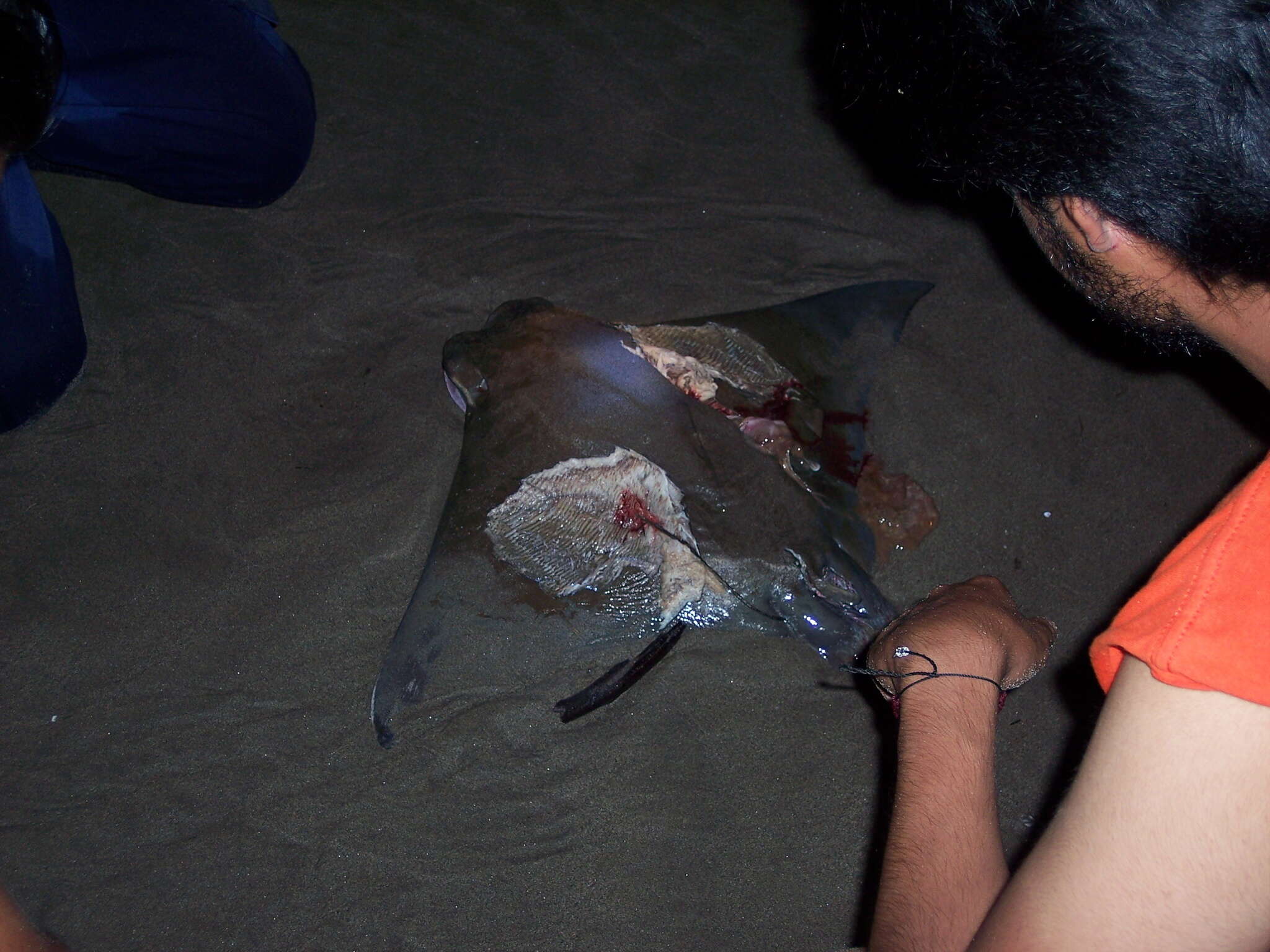 Image of Golden Cownose Ray