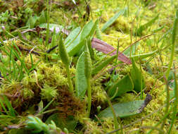 Слика од Ophioglossum lusitanicum L.