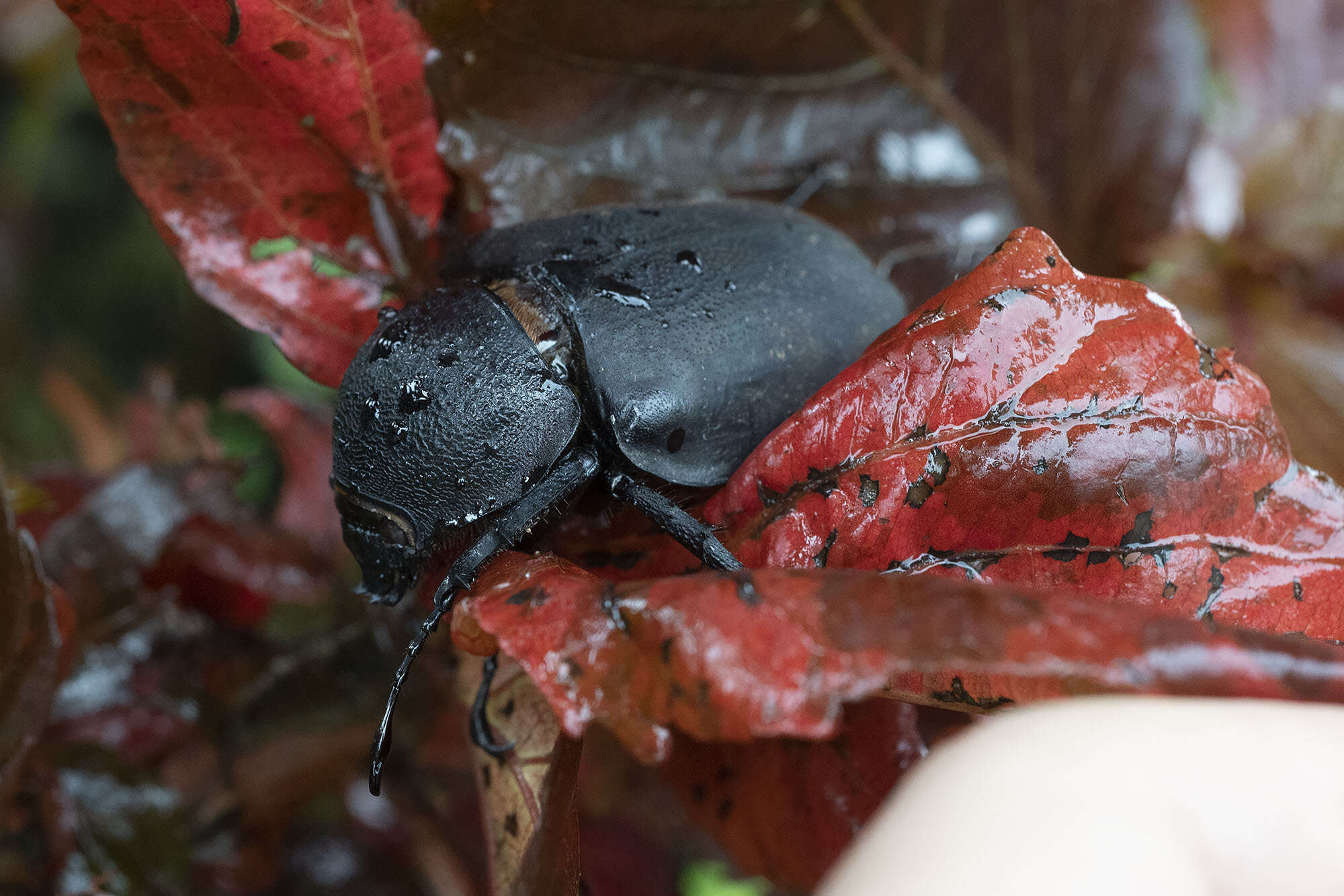 Image of Chalcosoma atlas mantetsu Nagai 2004