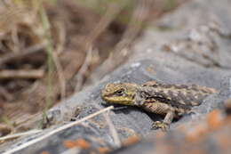 Image of Himalayan Agama