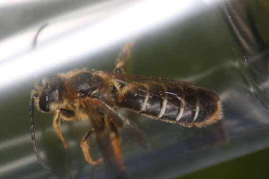Image of Giant Furrow Bee
