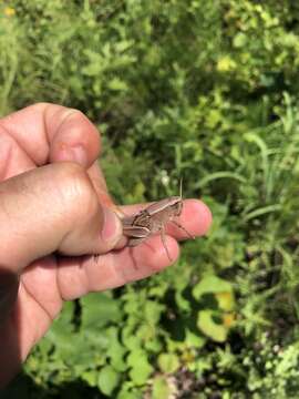 Слика од Paratylotropidia brunneri Scudder & S. H. 1897