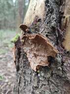 Image of Phellinus chrysoloma (Fr.) Donk 1971