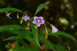 Image of Solanum aviculare var. aviculare