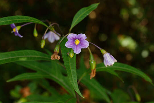 Imagem de Solanum subgen. Archaesolanum