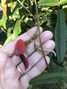 Image of Kennedia rubicunda Vent.