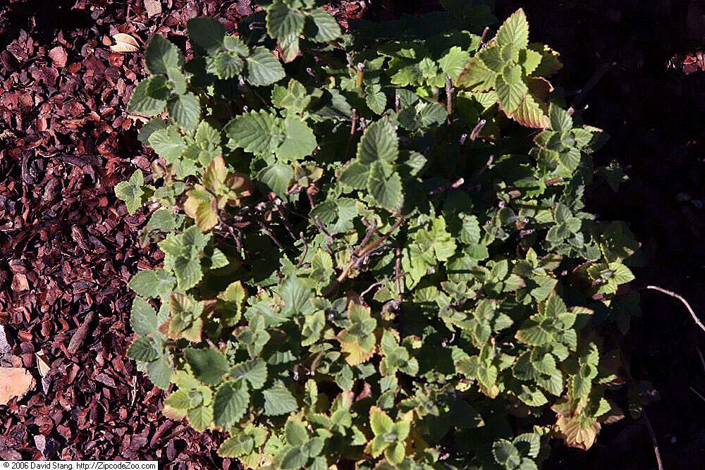 Image of Clinopodium grandiflorum