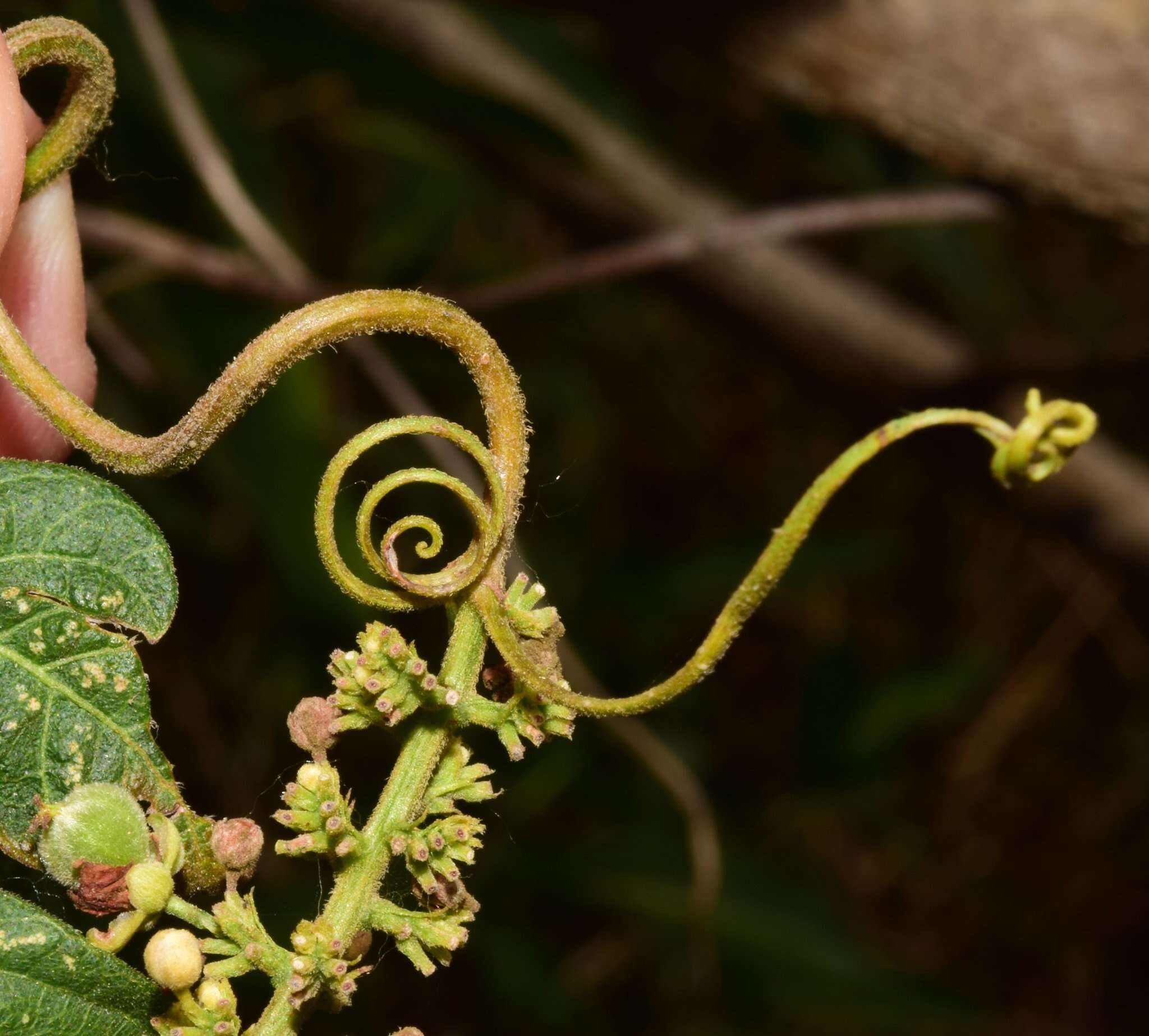 Image of Paullinia tomentosa Jacq.