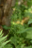 Imagem de Eutrema integrifolium (DC.) Bunge