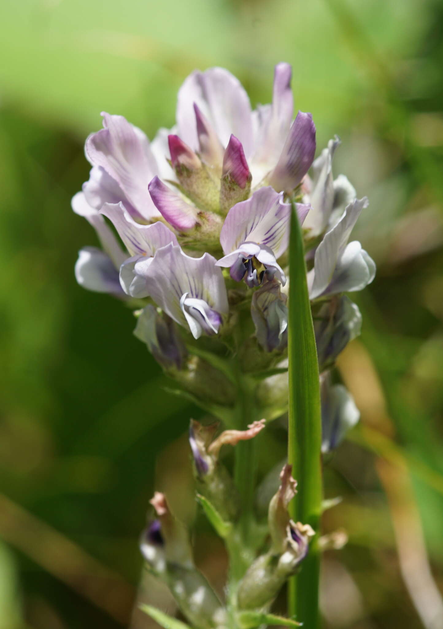 Plancia ëd Oxytropis campestris subsp. tyroliensis (Fritsch) Leins & Merxm.