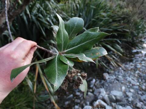 Image of Olearia avicenniifolia (Raoul) Hook. fil.