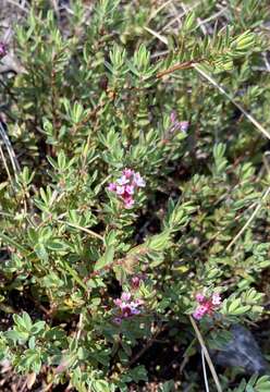 Image of Pimelea alpina F. Müll. ex Meissn.