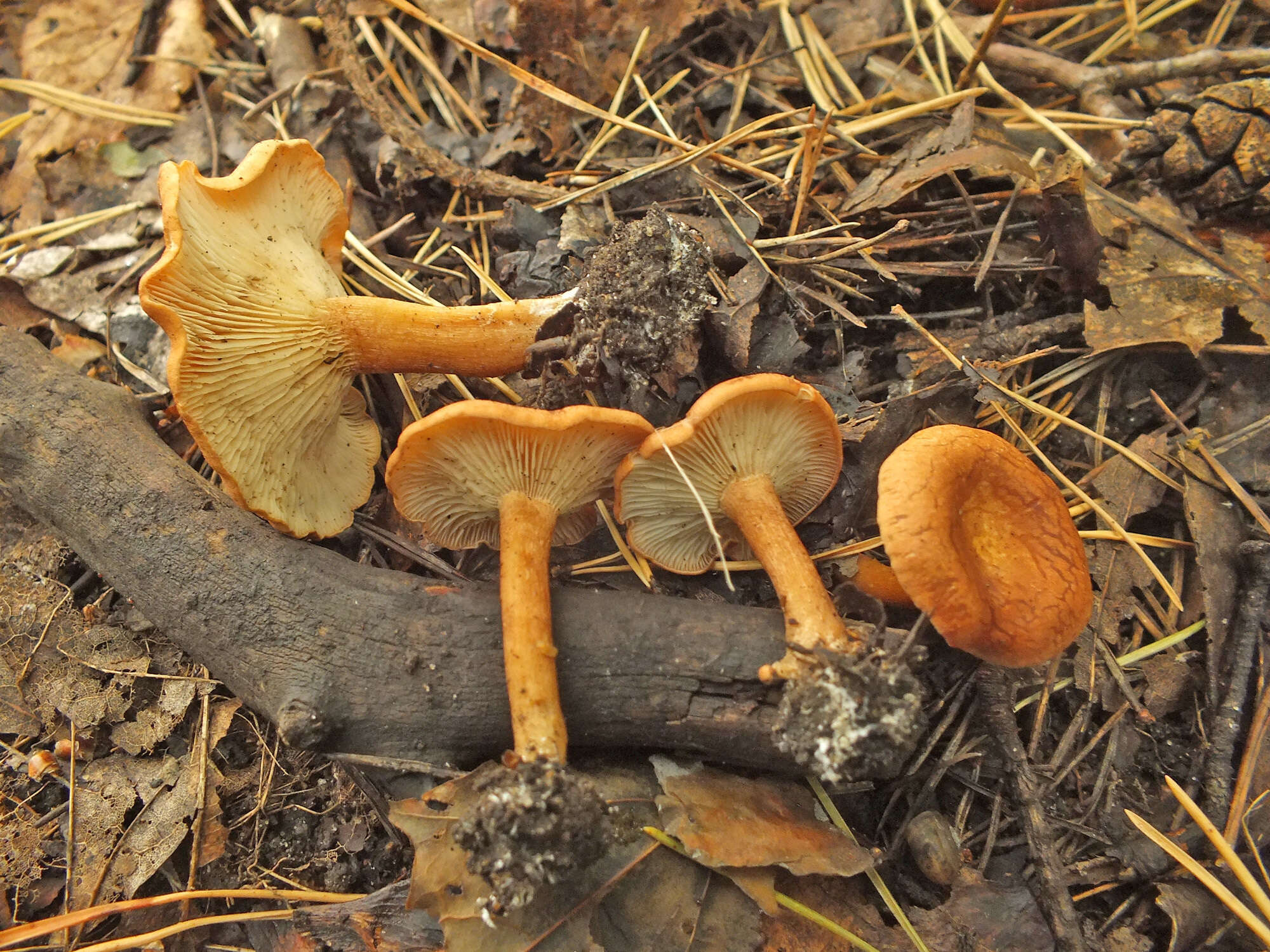 Image of Bonomyces