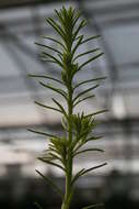 Image of Ozothamnus diosmifolius (Vent.) DC.