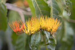 Combretum fruticosum (Loefl.) Stuntz resmi