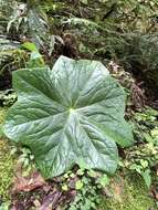 Image de Podophyllum pleianthum Hance