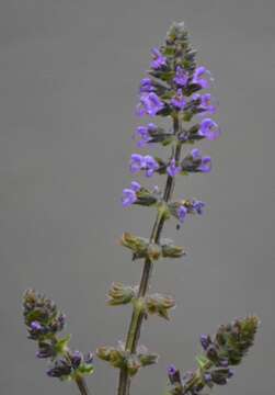 Image of verbena sage