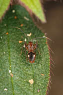 Слика од Xenetus lanuginosus Distant 1883