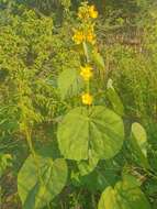 Image of Elephant's ear