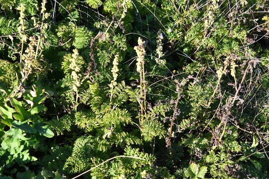 Image of Siberian wormwood