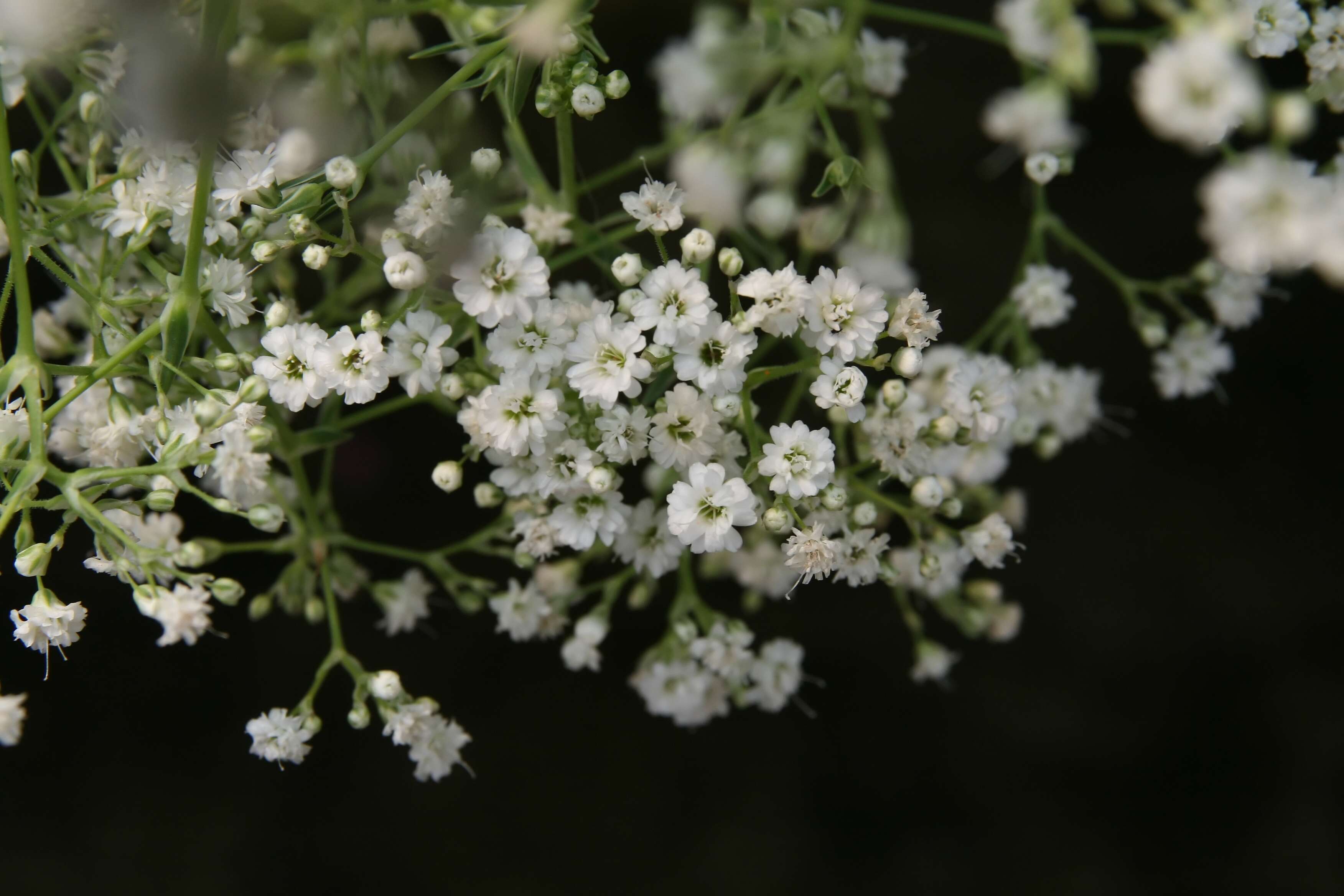 Image de Gypsophila paniculata L.