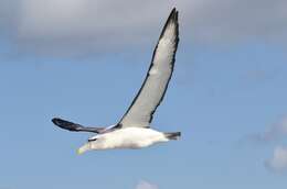 Image of Shy Albatross