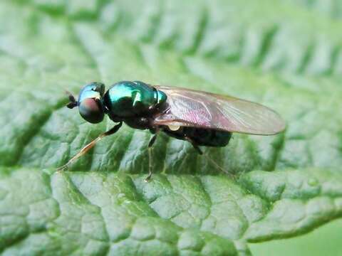 Image of Soldier fly