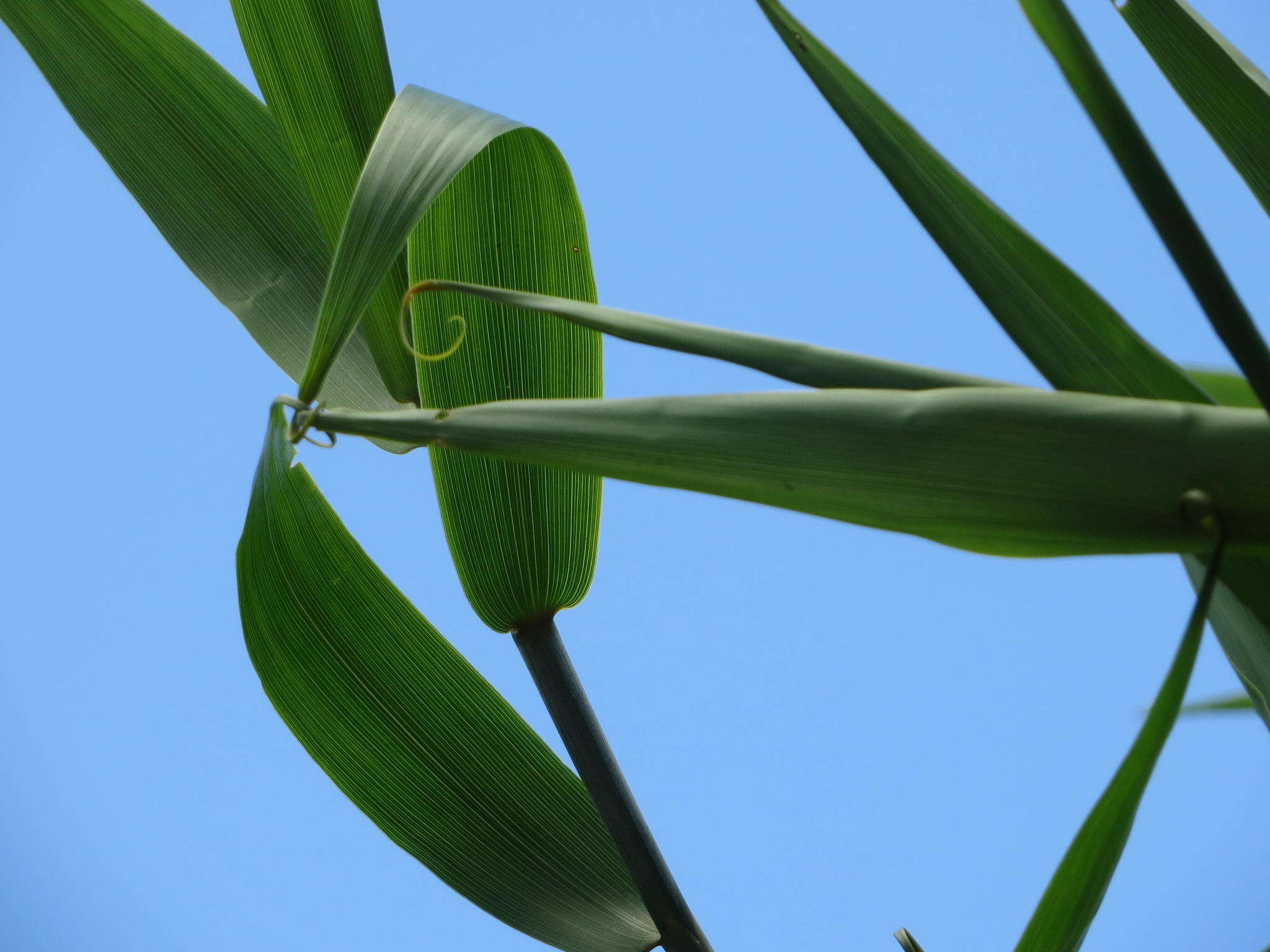 Image of Climbing bamboo