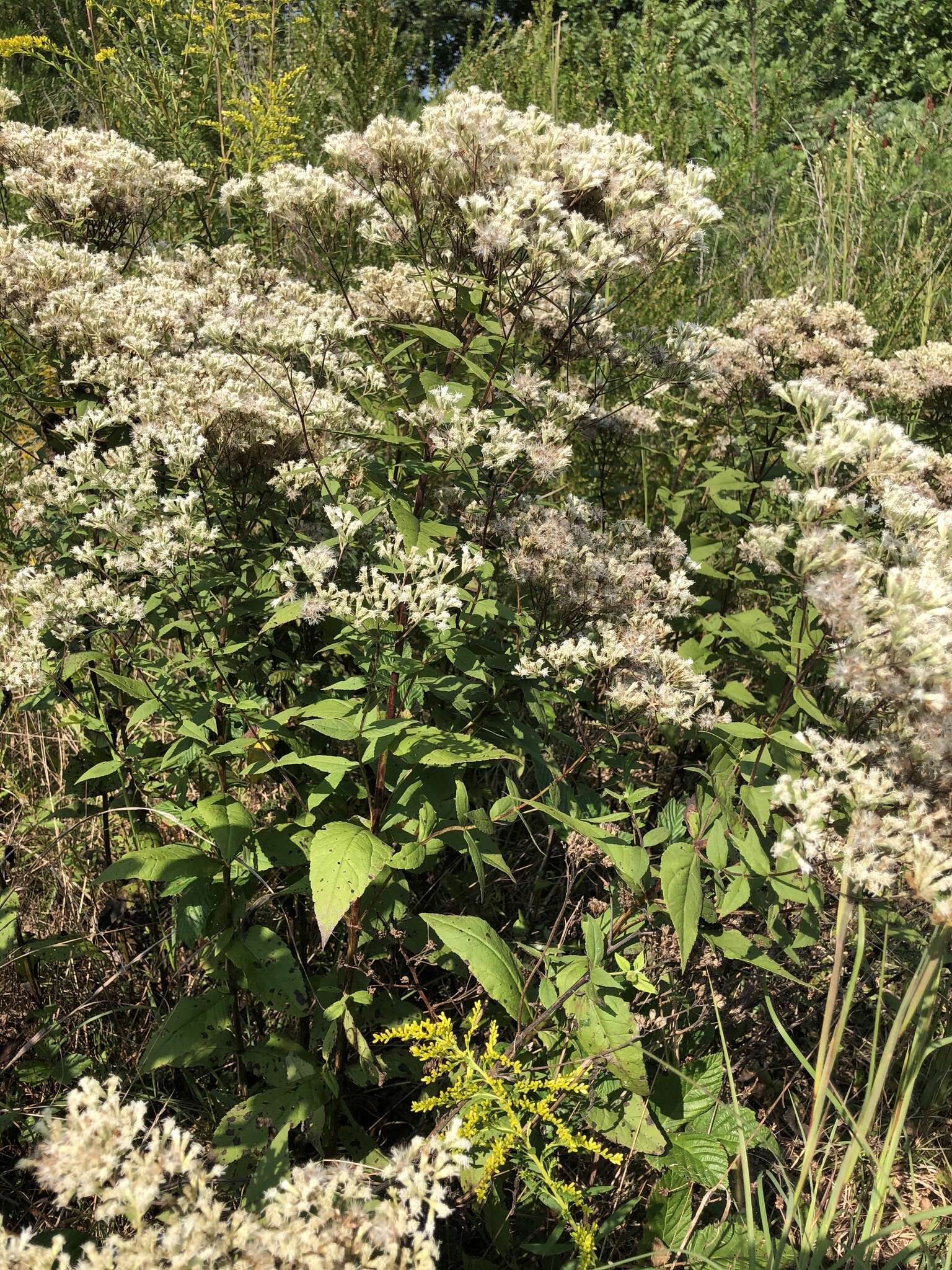 Image of Godfrey's thoroughwort