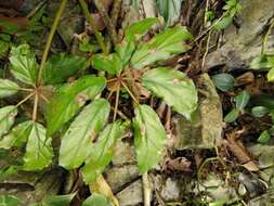 Image of Begonia carolineifolia Regel