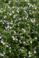 Image of Lesser calamint