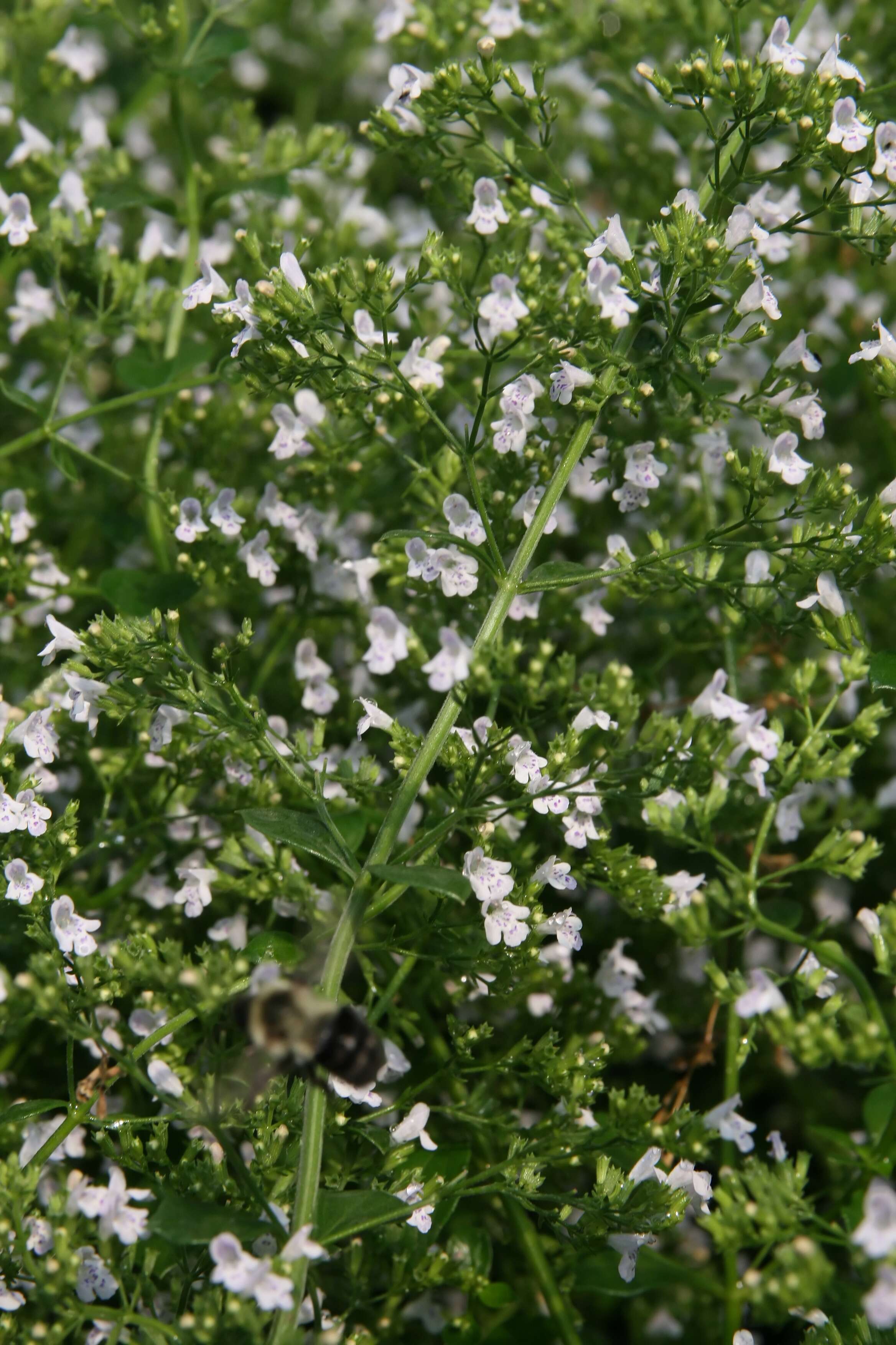 Image of Lesser calamint