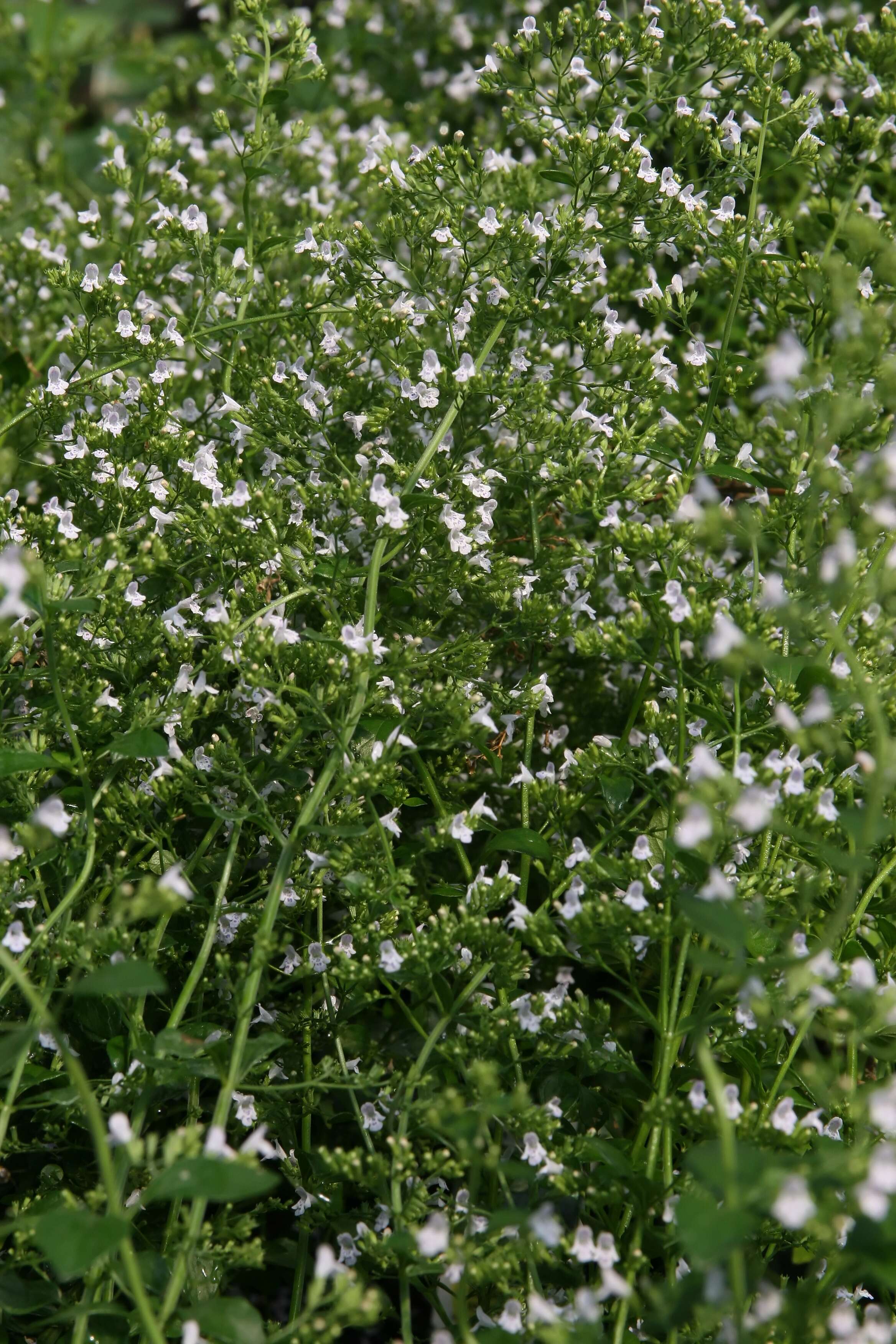 Image of Lesser calamint