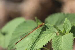 Image of Apanisagrion lais (Selys 1876)